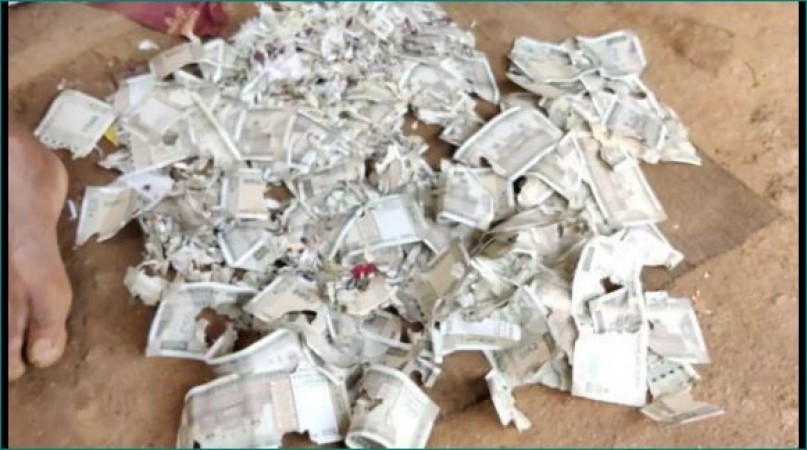 चूहों ने कुतर डाले बैग में रखे 2 लाख रुपये, पेट का ऑपरेशन कराने के लिए  किसान ने जुटाए थे पैसे - My Blog